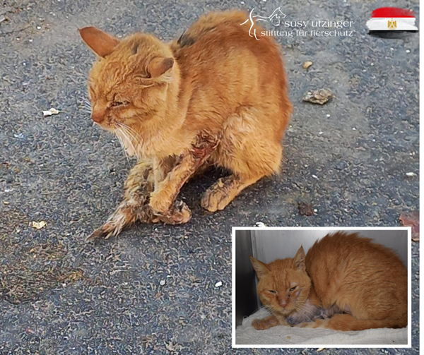 Rescue of severely injured street cat