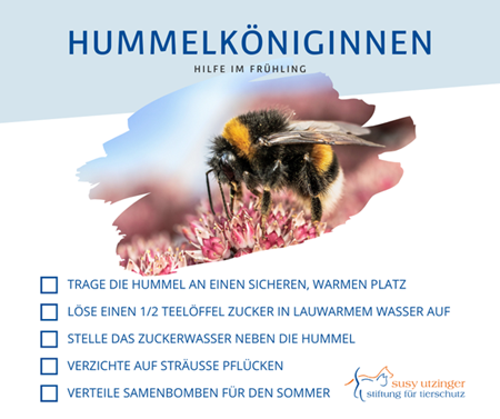 Wie Sie Hummelköniginnen helfen können...