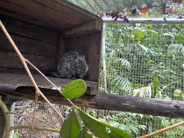 Un client très rare au SUST-OAH Bello Horizonte au Pérou