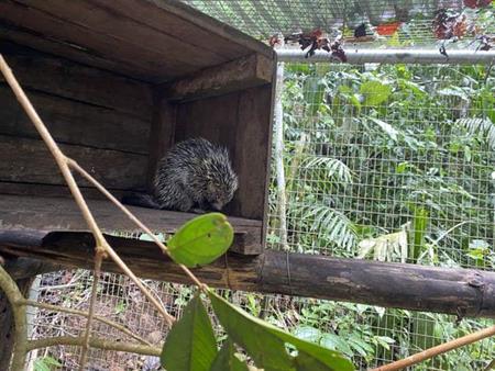 Very rare guest at SUST-OAH Bello Horizonte in Peru