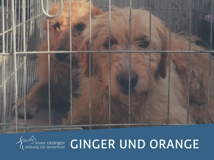 Die Streuner Ginger und Orange aus Moreni (RO)...