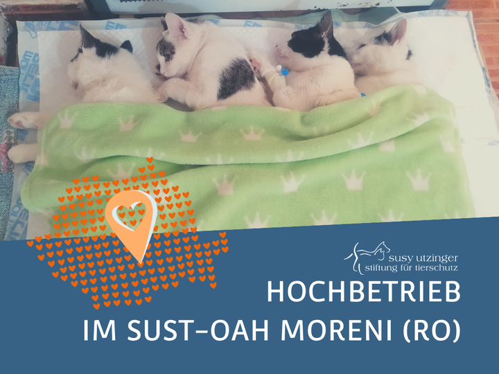 Im neuen SUST-OAH in Moreni (RO)...