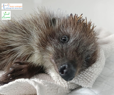 Hedgehog patient with severe burns