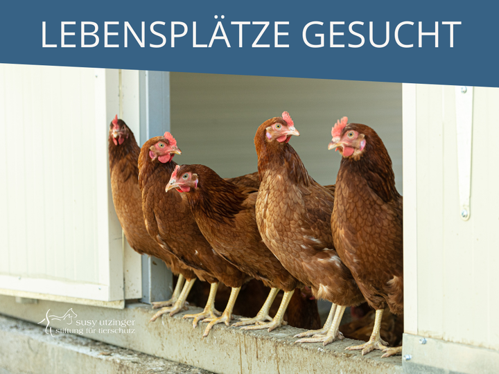 700 Legehennen suchen ein neues Zuhause!