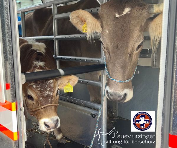 Irene and Olivia on their way to the animal hospital in Zurich