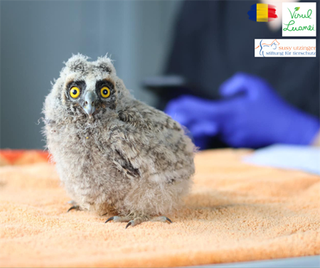 Im SUST-Orphan Wildlife Rehab Center in Bukarest (RO)...