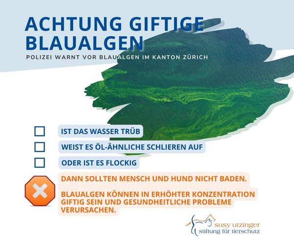 Achtung Blaualgen!