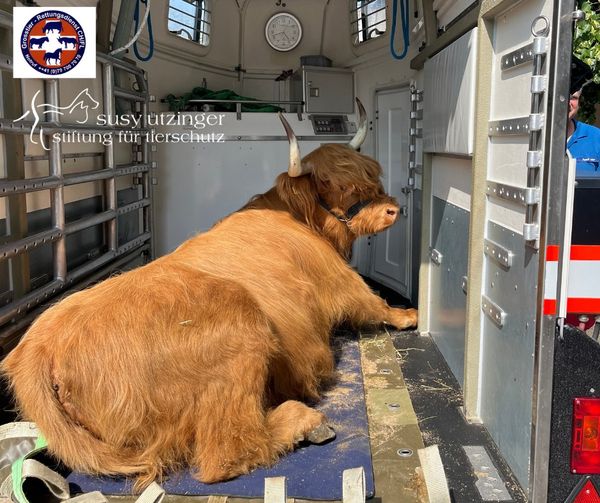 Neuer Einsatz für den Gross-Tierrettungsdienst GTRD