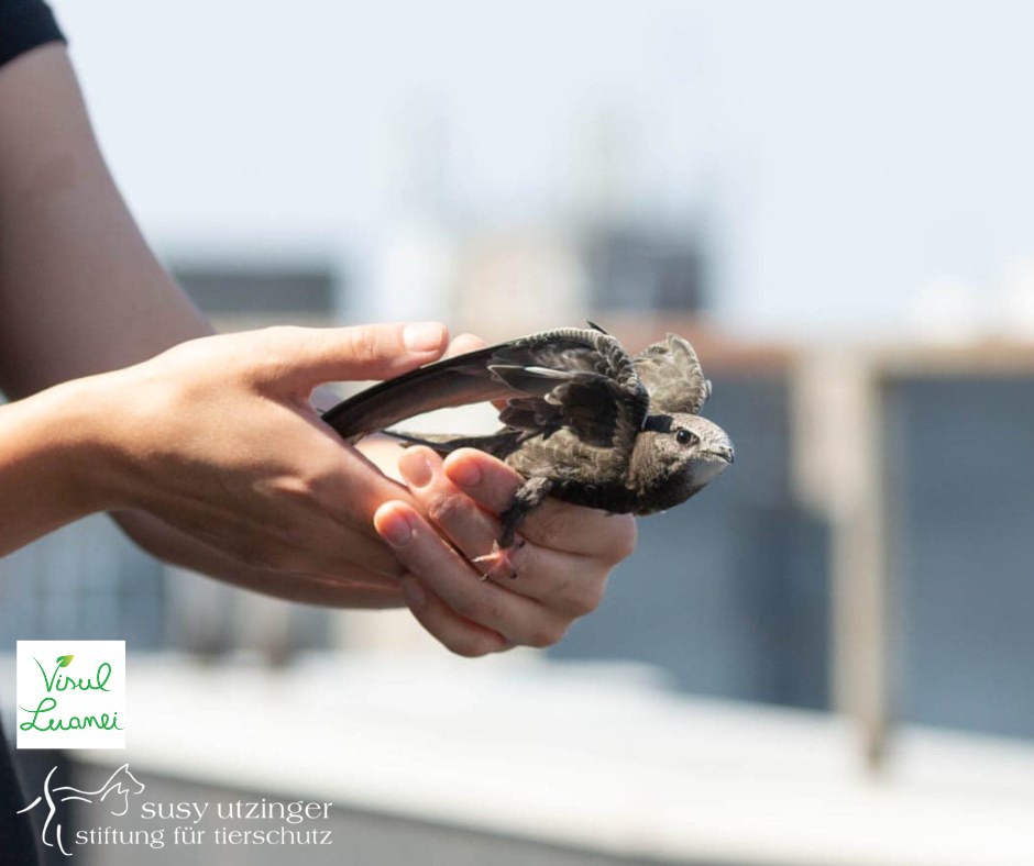 Many insectivorous birds had to be fed...