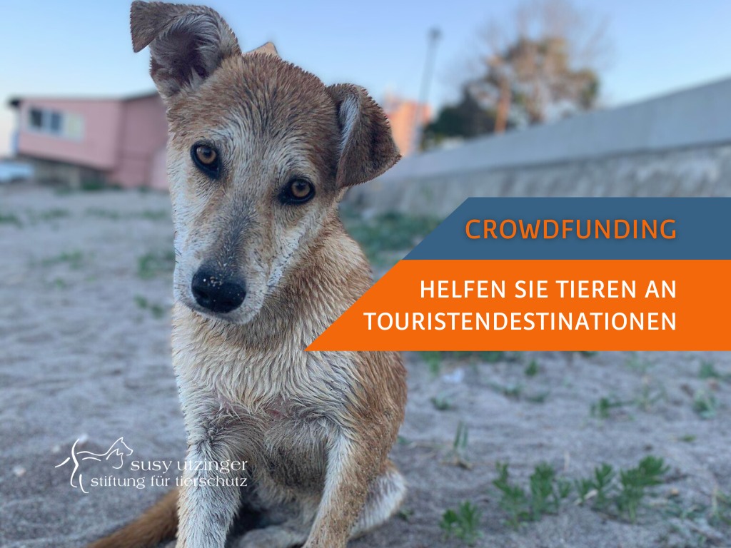 Crowdfunding: SUST-Seaside neutering campaigns