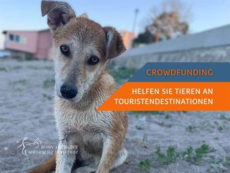 Crowdfunding: SUST-Seaside neutering campaigns