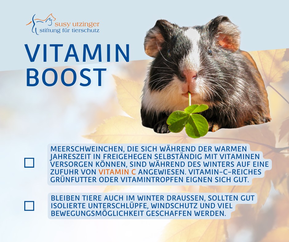 SUST-Herbst-Tipp für Meerschweinchen