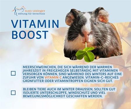 SUST-Herbst-Tipp für Meerschweinchen