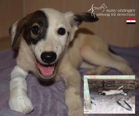 Injured puppy in Hurghada...