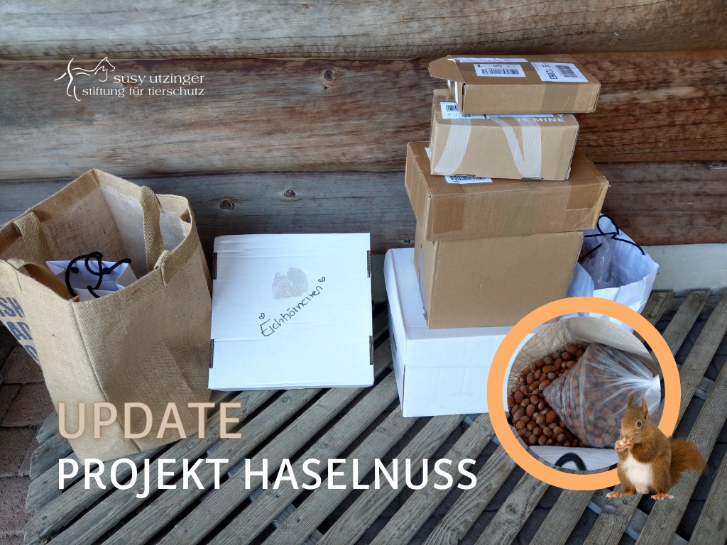 UPDATE zum Projekt Haselnuss