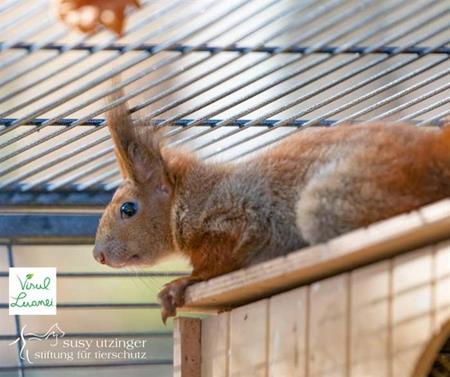 Releases at the Orphan Wildlife@Wildlife Rehabilitation Center