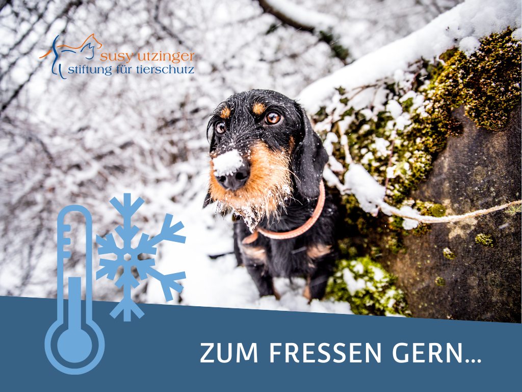 Tierische Wintertipps