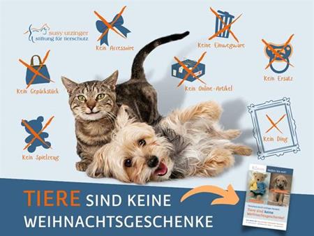 SUST-Weihnachtskampagne: Tiere sind keine Weihnachtsgeschenke