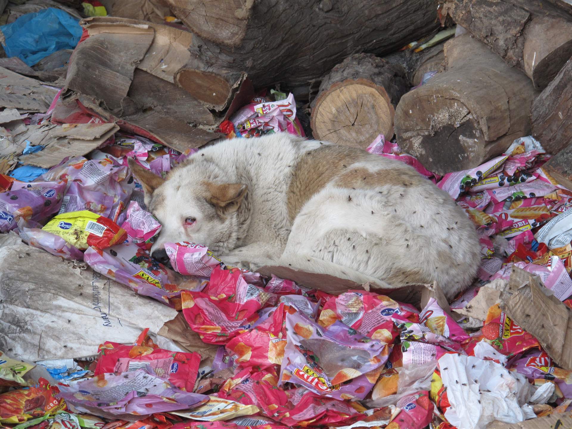 Futter statt Blumen: Tierisch sinnvolle Valentinsgeschenke für verliebte TierfreundInnen