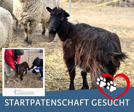 Startpatin gefunden - herzlichen dank, Sharon S.!