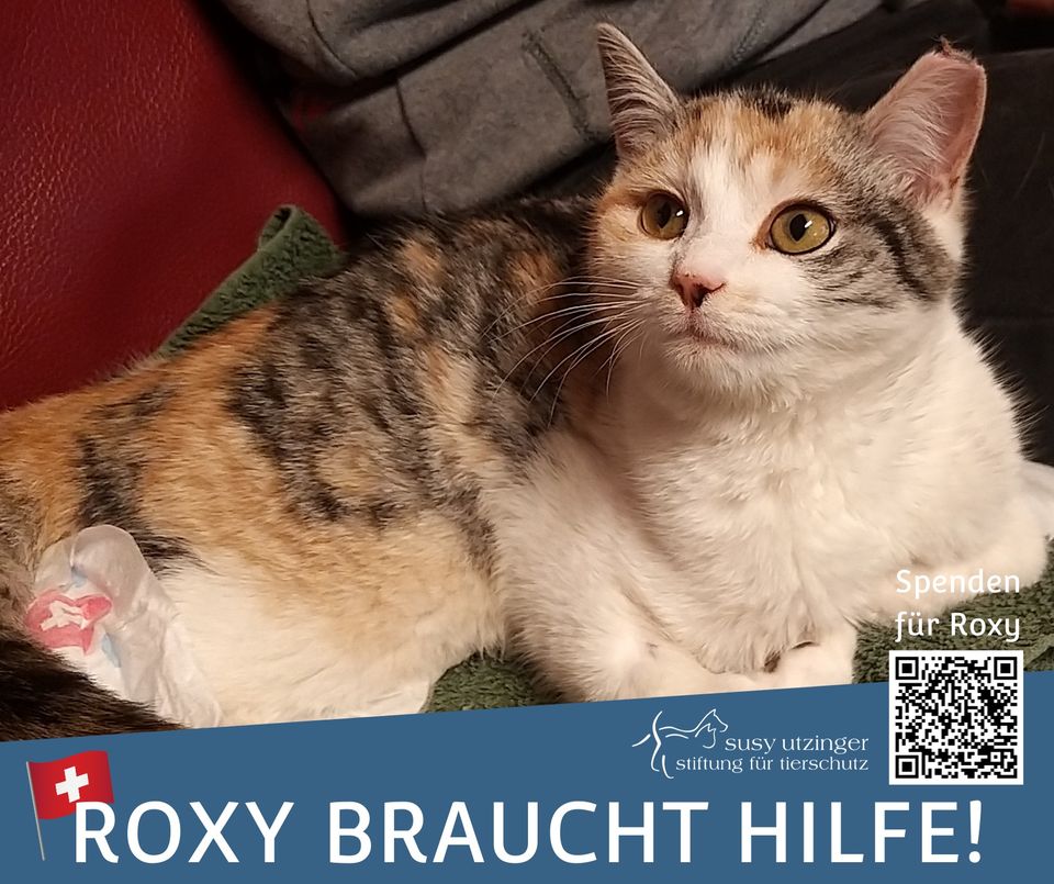 Roxy bekommt Hilfe!