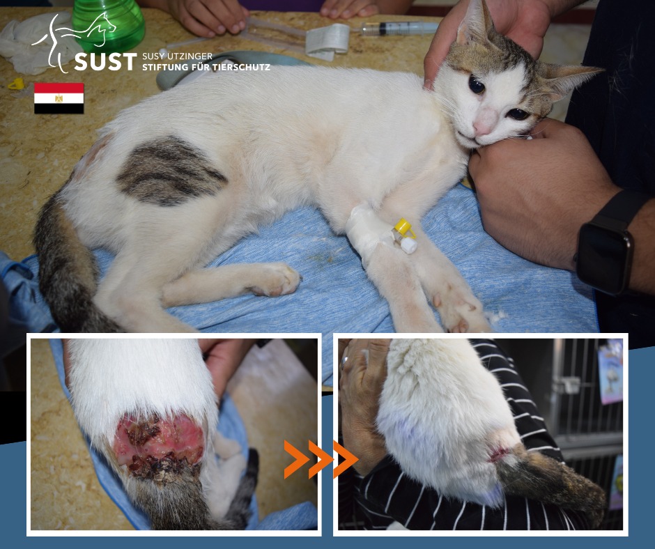 Seriously injured street cat in SUST-OAH Hurghada...