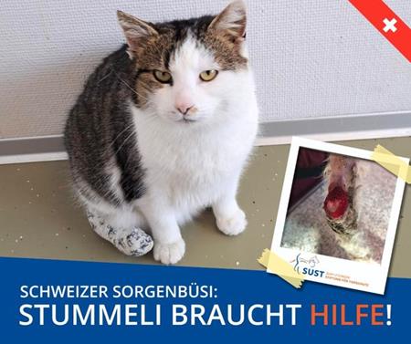 Schweizer Sorgenbüsi "Stummeli" ...