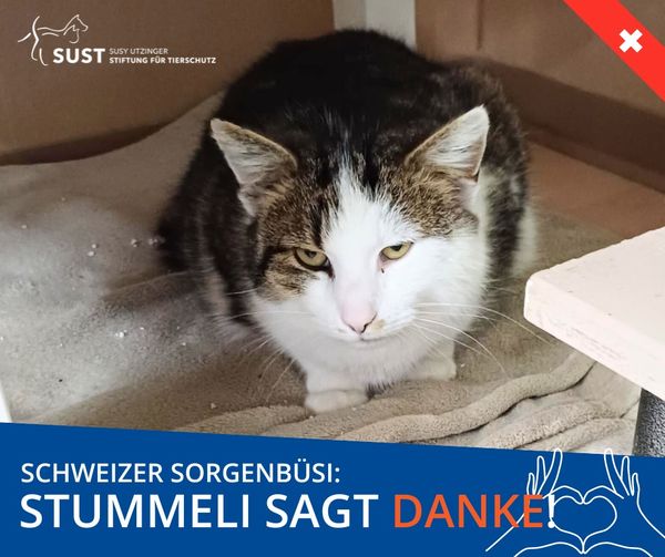 Swiss worry cat "Stummeli"...