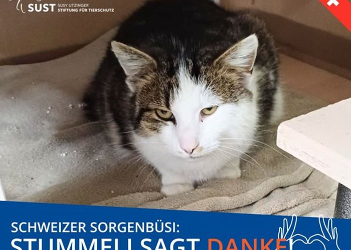 Swiss worry cat "Stummeli"...