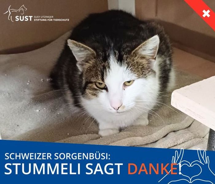 Swiss worry cat "Stummeli"...