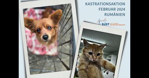 The SUST spay and neuter team in Romania is "unstoppable"!