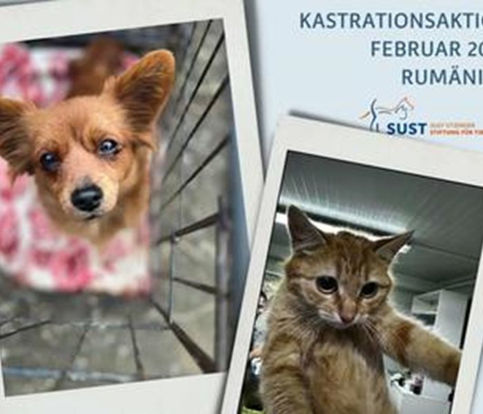 The SUST spay and neuter team in Romania is "unstoppable"!