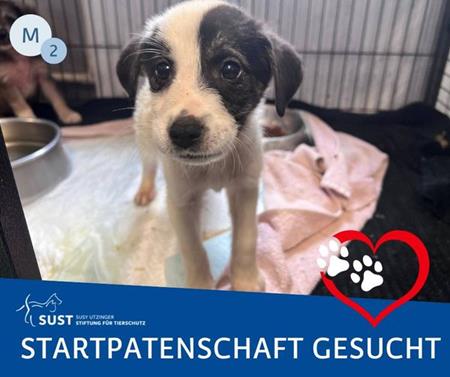 Both puppies have found a sponsor—thank you very much, Monika Z.!
