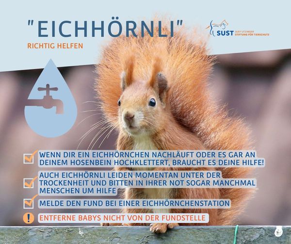 Eichhörnli in Not!