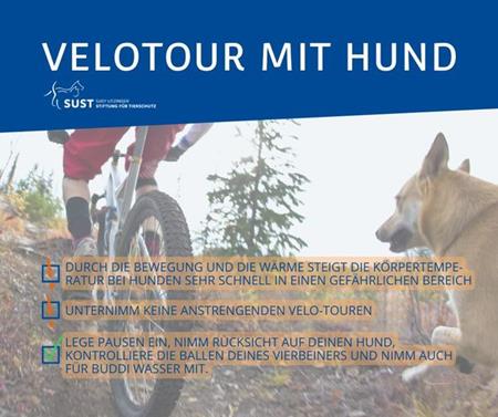 HundefreundInnen denkt daran: