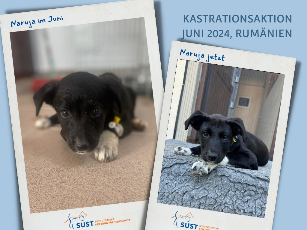 SUST-Kastrationsaktionen in Rumänien