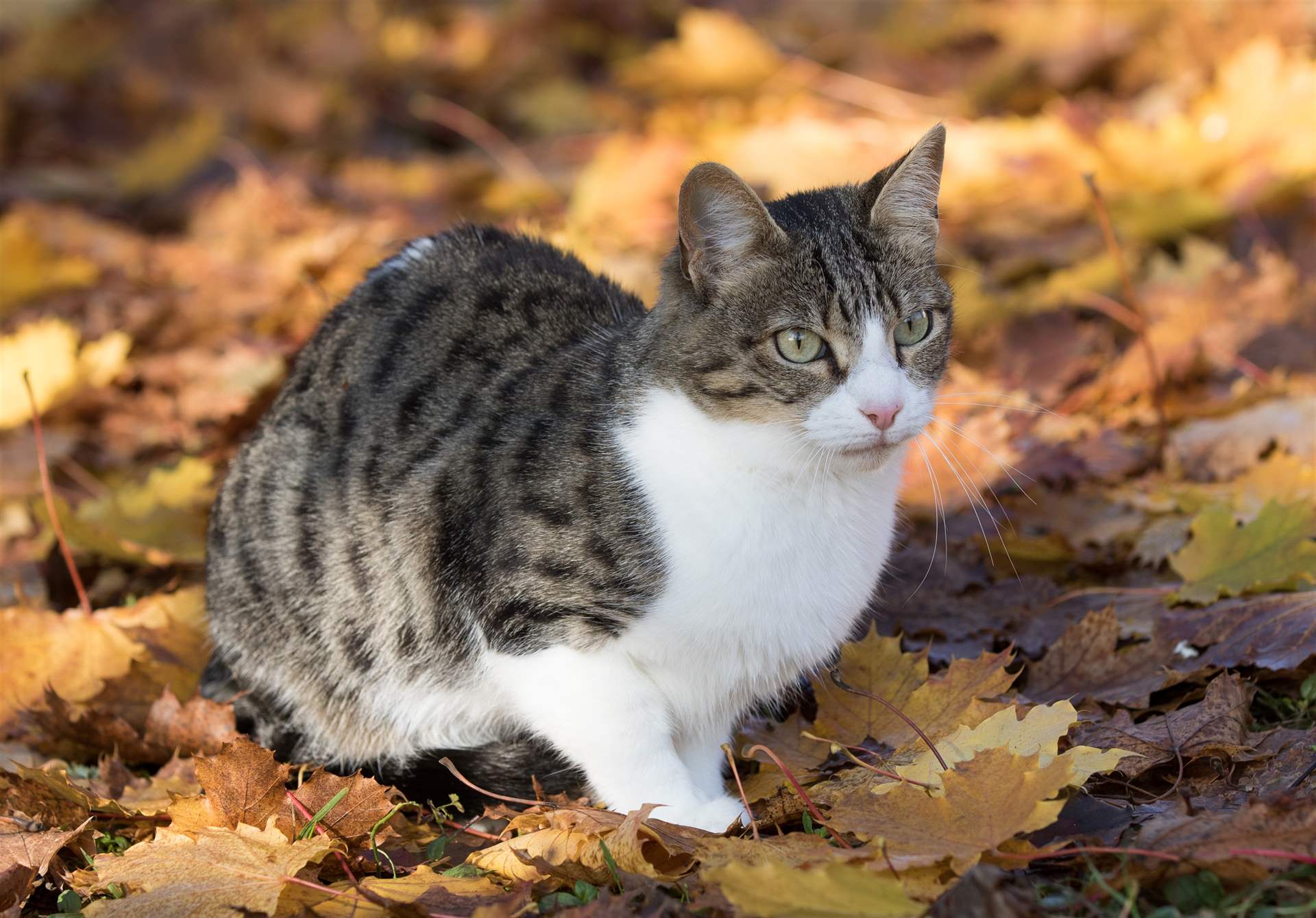 Tierische Herbsttipps: