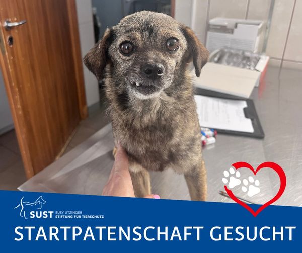 Start- und Namenspatenschaft übernommen durch Swiss Vets for Pets - vielen herzlichen Dank!