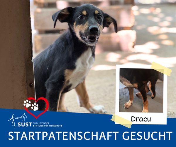 Dracu hat eine Startpatin gefunden