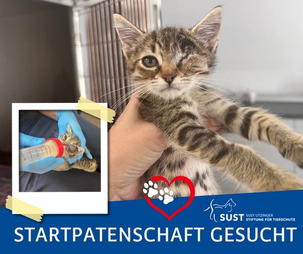 Der Kleine hat eine Startpatin gefunden und heisst jetzt "Muffin"