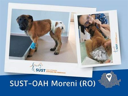 Good news from the OAH Moreni!