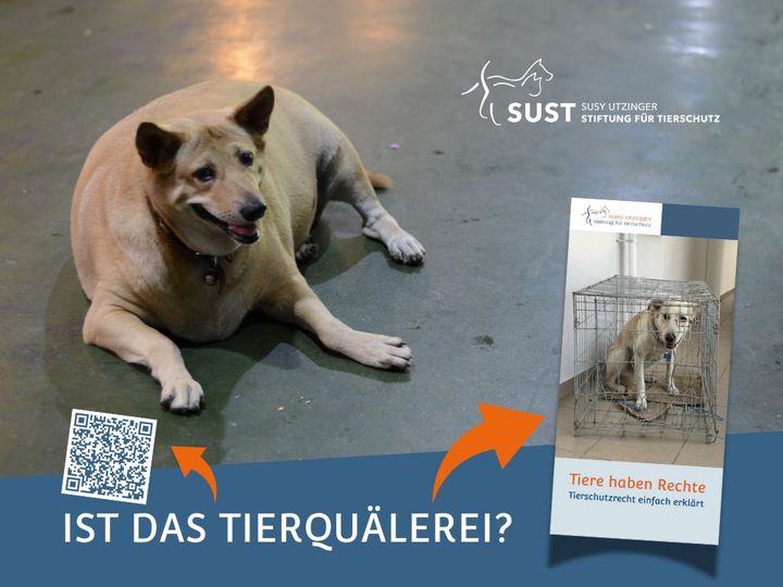 S'agit-il de cruauté envers les animaux ?