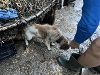 Neben Soforthilfe für Tiere unterstützt die SUST auch die Versorgung der betroffenen Menschen in der Region mit Grundnahrungsmitteln und Trinkwasser