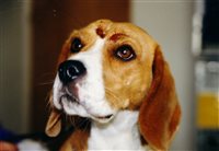 Verletzter Beagle