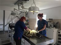 Verletzter Hund im SUST Tierwaisenhospital in Galati Rumaenien