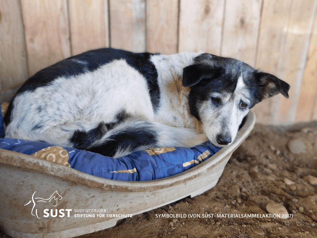 19201920p969EDNmainimg-2024—02—Symbolbilder-Gnadenhof1