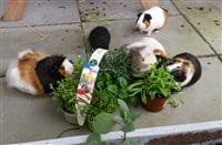 Ein-Extra-Portion-Grünfutter-hilft-Meerschweinchen-bei-Vitaminmangelx200x200