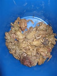 GesammelteFroescheundKroetenimTranspotkuebelx200x200