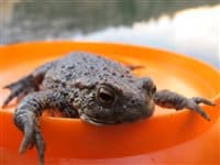 SicheramLaichplatzangekommenx200x200