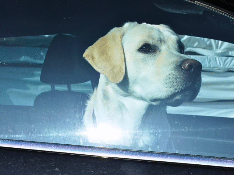 Hellbrauner Labrador sitzt hinter der Scheibe eines parkierten Autos